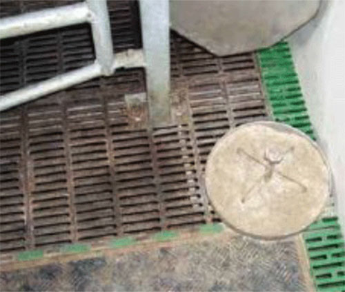 Ejemplo de una buena ubicación del alimento de pre-inicio